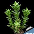 Aloe